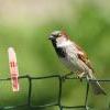 ADULT 2= Ron Galloway House sparrow